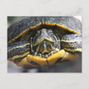Search for sea turtle art postcards Ocean