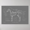 Search for horse skeleton posters Anatomy