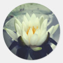 Search for white lotus flower stickers Water lily
