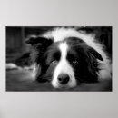 Search for pup posters Woof