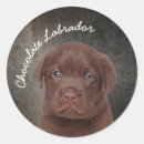 Search for brown dogs stickers Chocolate labrador