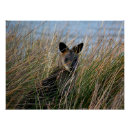 Search for wallaby art Kangaroo