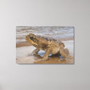 Search for toad canvas prints Wildlife