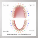 Search for teeth anatomy posters Tooth