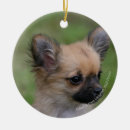 Search for long haired chihuahua christmas tree decorations Puppy