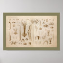 Search for marine biology posters Ocean