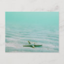 Search for starfish postcards Ocean