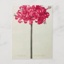Search for bibliotheque postcards Vellum