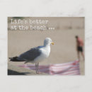 Search for funny seagull postcards Beach