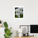Search for phalaenopsis posters Floral