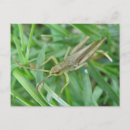 Search for grasshoppers postcards Wildlife