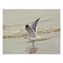 Search for sea shore art Gull