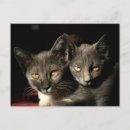 Search for cat mother postcards Animal