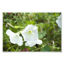 Search for purity art Flowers