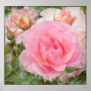Search for fragrant posters Floral