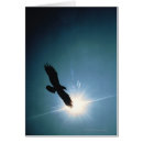 Search for eagle sky Animal