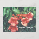 Search for creeper postcards Red