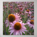 Search for echinacea posters Summer