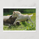 Search for haflinger postcards Pony