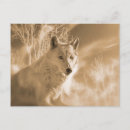 Search for white wolf postcards Wolves