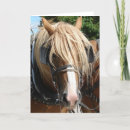 Search for belgians cards Equine