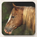 Search for appaloosas barware Headshot