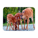 Search for fawn magnets Animals in the wild