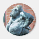 Search for gorilla magnets Animals
