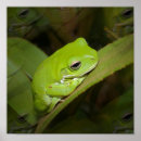 Search for toad nursery art Amphibian
