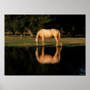 Search for horse breed posters Palomino