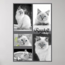 Search for ragdoll posters Cat