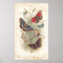 Search for beautiful butterflies posters Antique