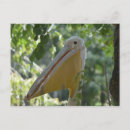 Search for hiding postcards Trees