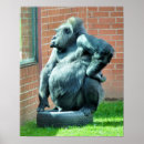 Search for primates posters Wild
