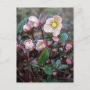 Search for rose design postcards Flower
