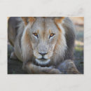 Search for male lions postcards Horizontal