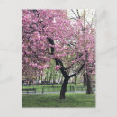 Search for cherry blossom postcards Tree
