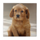 Search for puppy tiles Cute animals