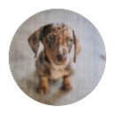 Search for dachshund chopping boards Domestic animals