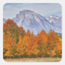 Search for aspen trees stickers Autumn