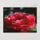 Search for camellia postcards Photography