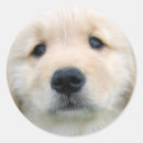 Search for cute puppy stickers Golden retriever puppy