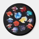Search for fighting fish magnets Splendens