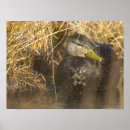 Search for americanism posters Animals