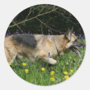 Search for alsatian german shepherd dog stickers Canine photographer