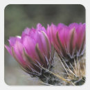 Search for arizona desert stickers Cactus