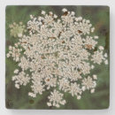 Search for laces coasters Green