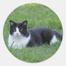 Search for black and white cat stickers Feline