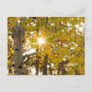 Search for aspens postcards Leaves