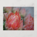 Search for bountiful postcards Flowers